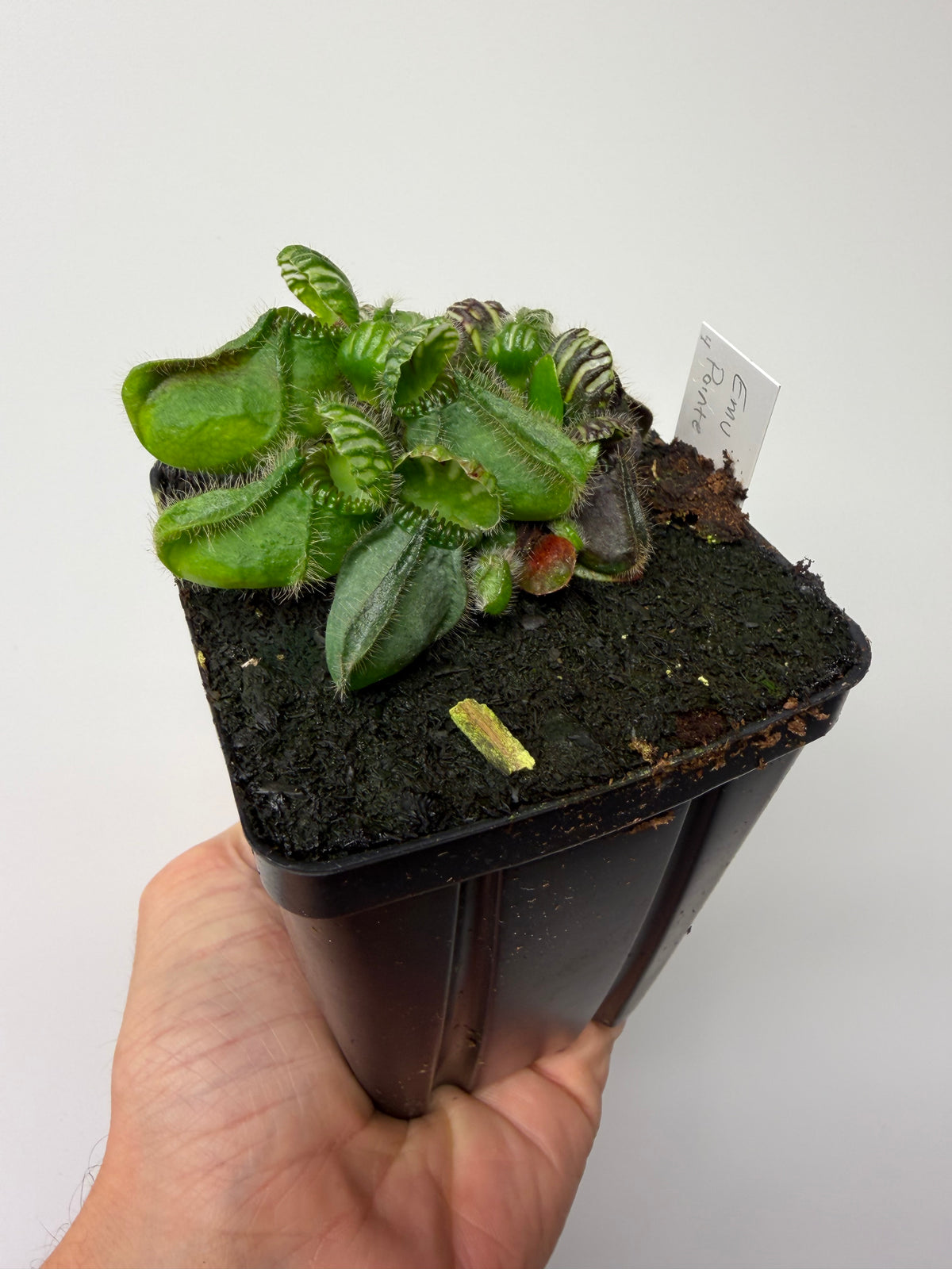 Cephalotus follicularis “Emu Pointe” #4