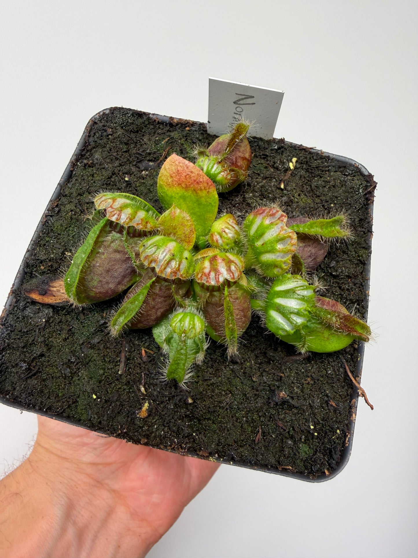 Cephalotus follicularis “Norma”