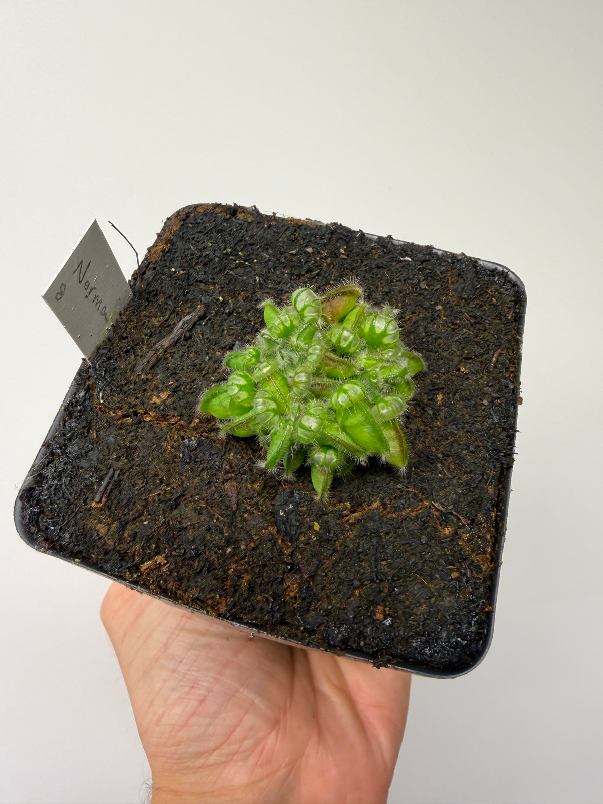 Cephalotus follicularis “Norma” #8