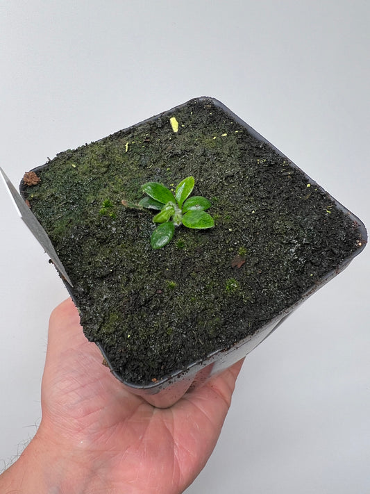 Cephalotus follicularis “Purple/Black” - Eric Smooth