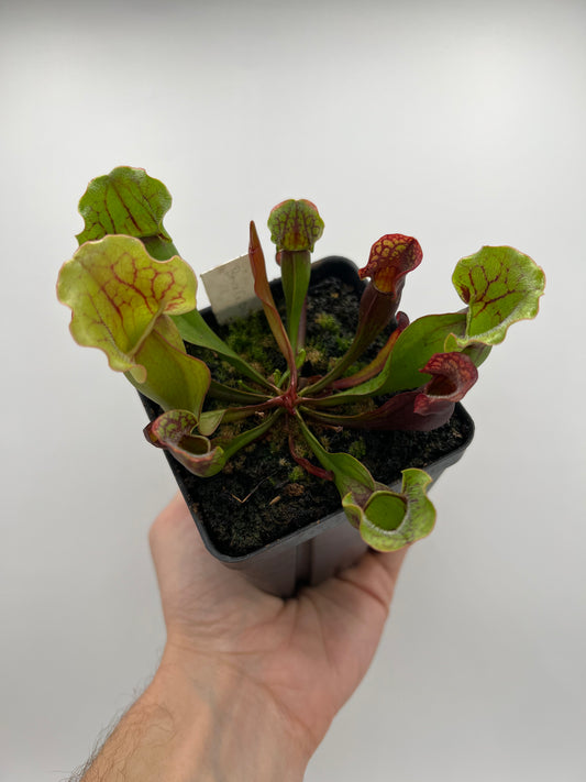 Sarracenia purpurea ssp. purpurea (Bruce Co, Ontario Canada) [Marl Bog] - Seed Grown