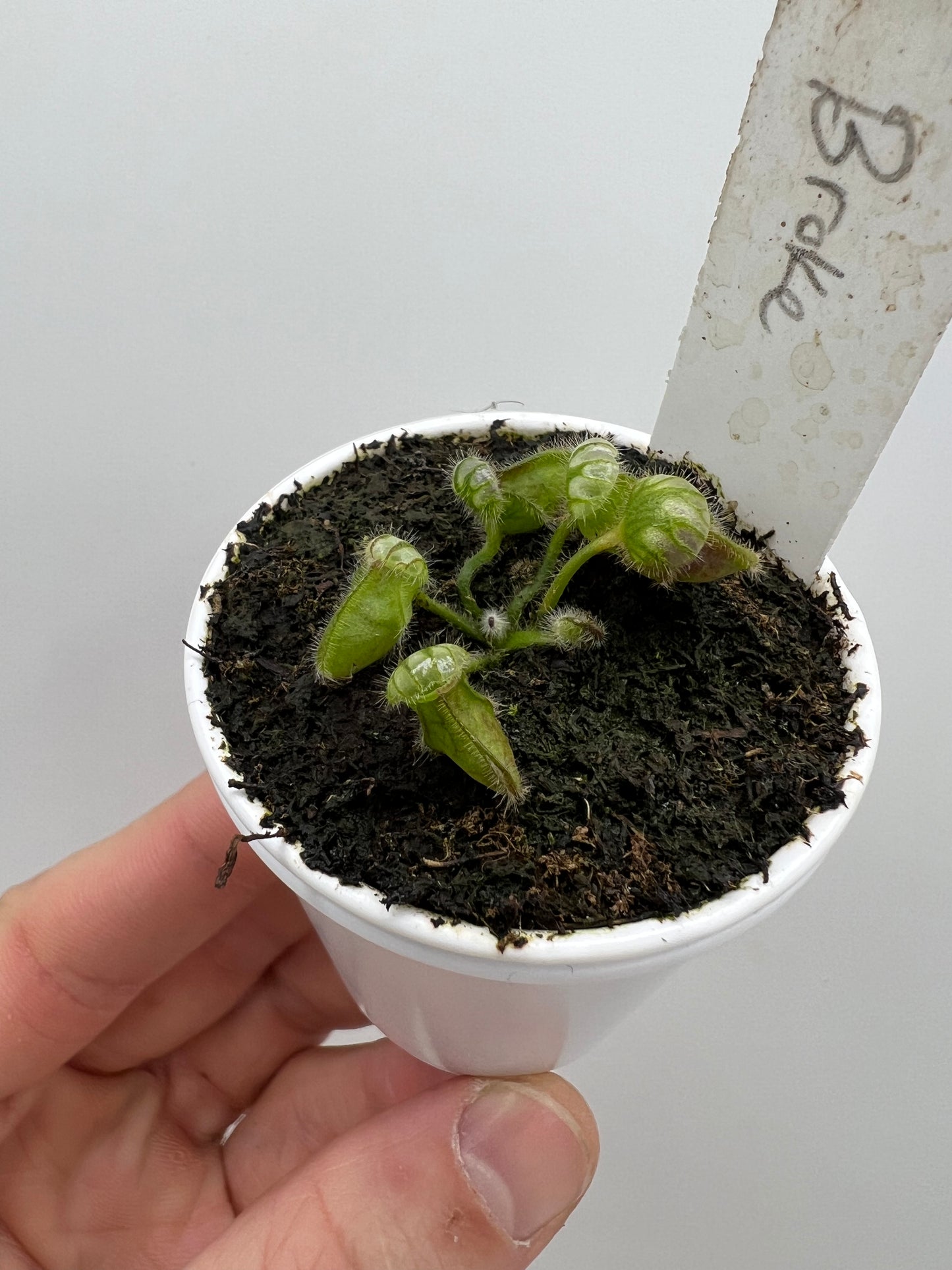 Cephalotus follicularis “Broke Inlet” – Little Carnivores
