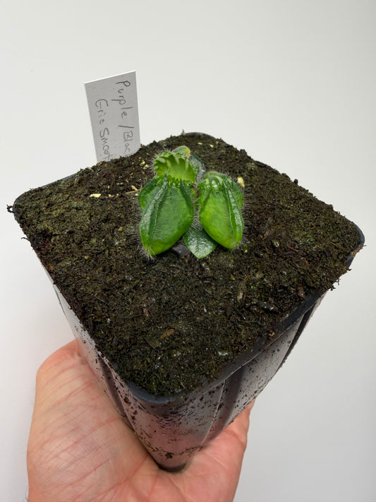 Cephalotus follicularis “Purple/Black” - Eric Smooth