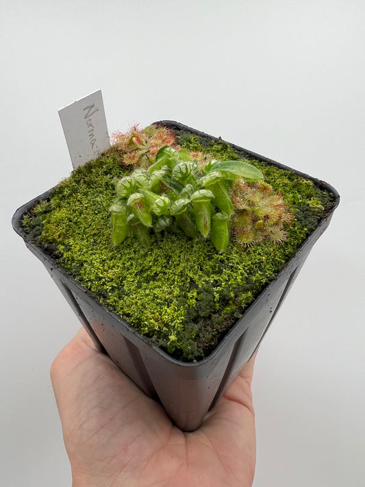 Cephalotus follicularis “Norma”