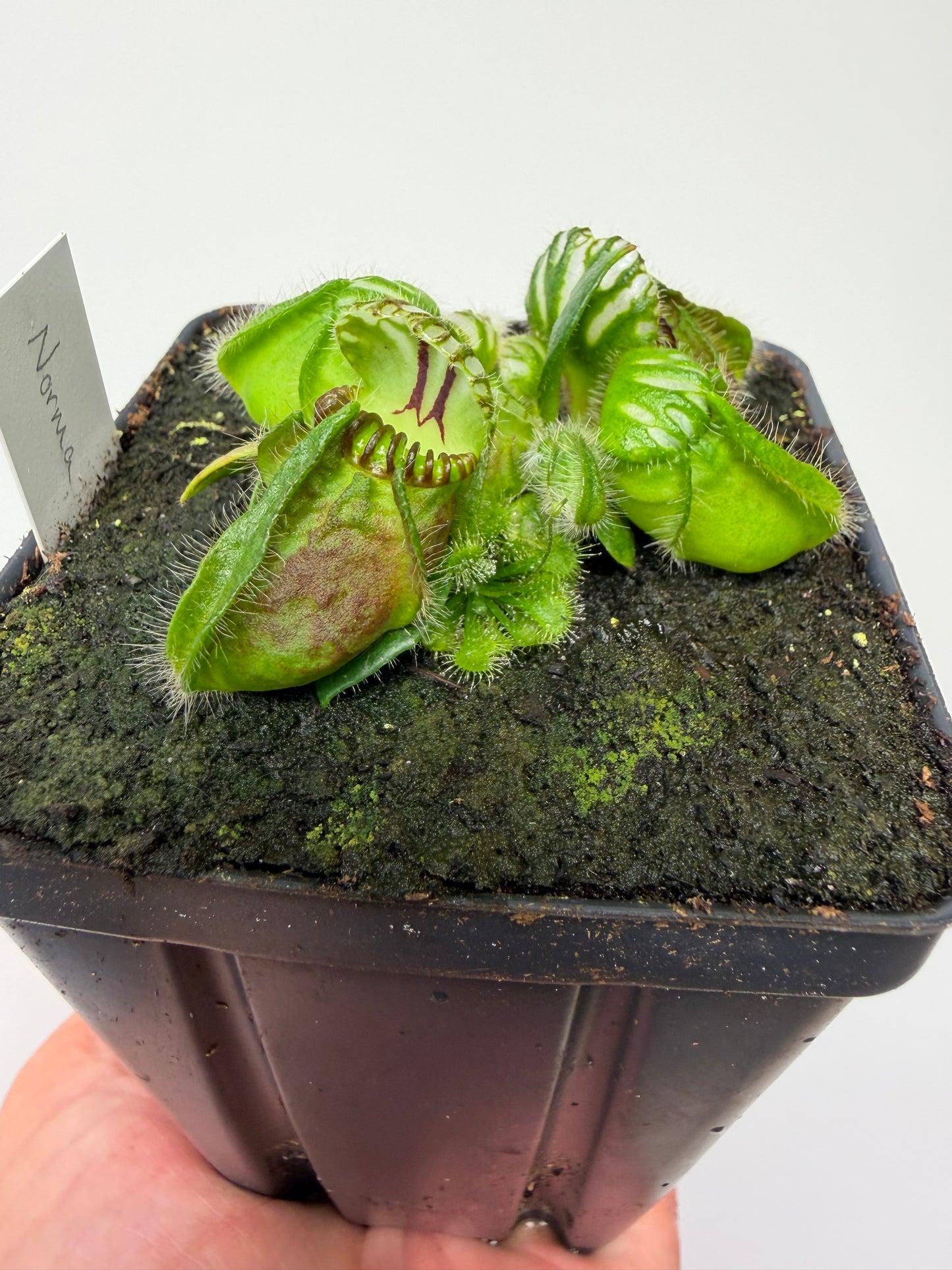 Cephalotus follicularis “Norma”