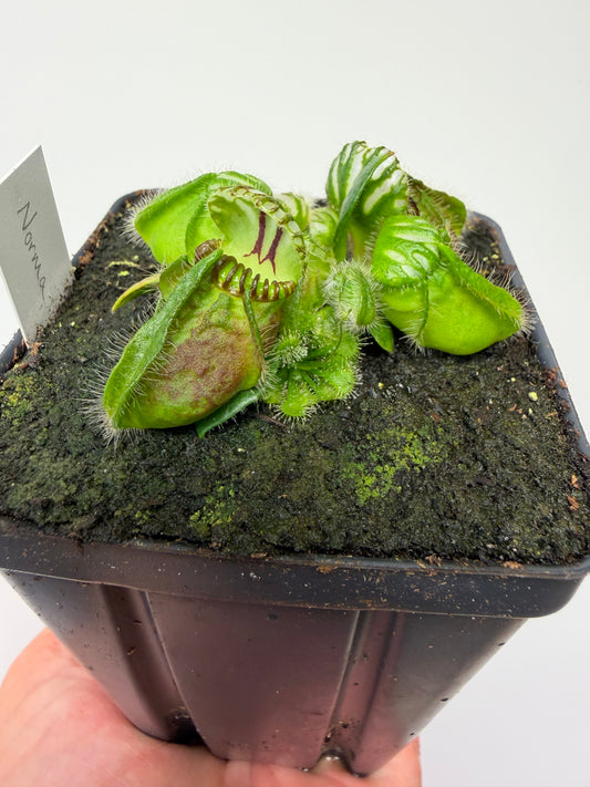 Cephalotus follicularis “Norma”