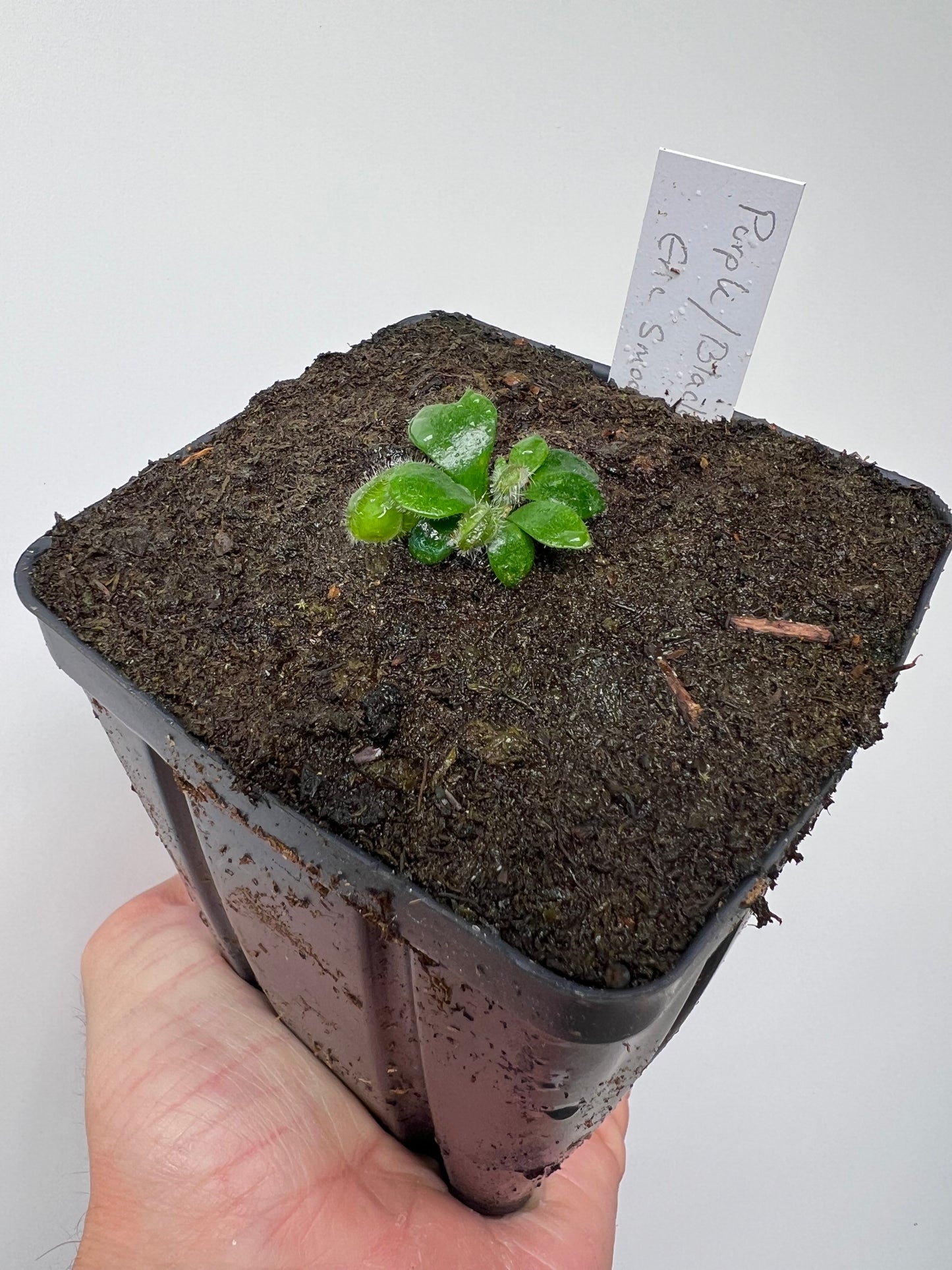 Cephalotus follicularis “Purple/Black” - Eric Smooth