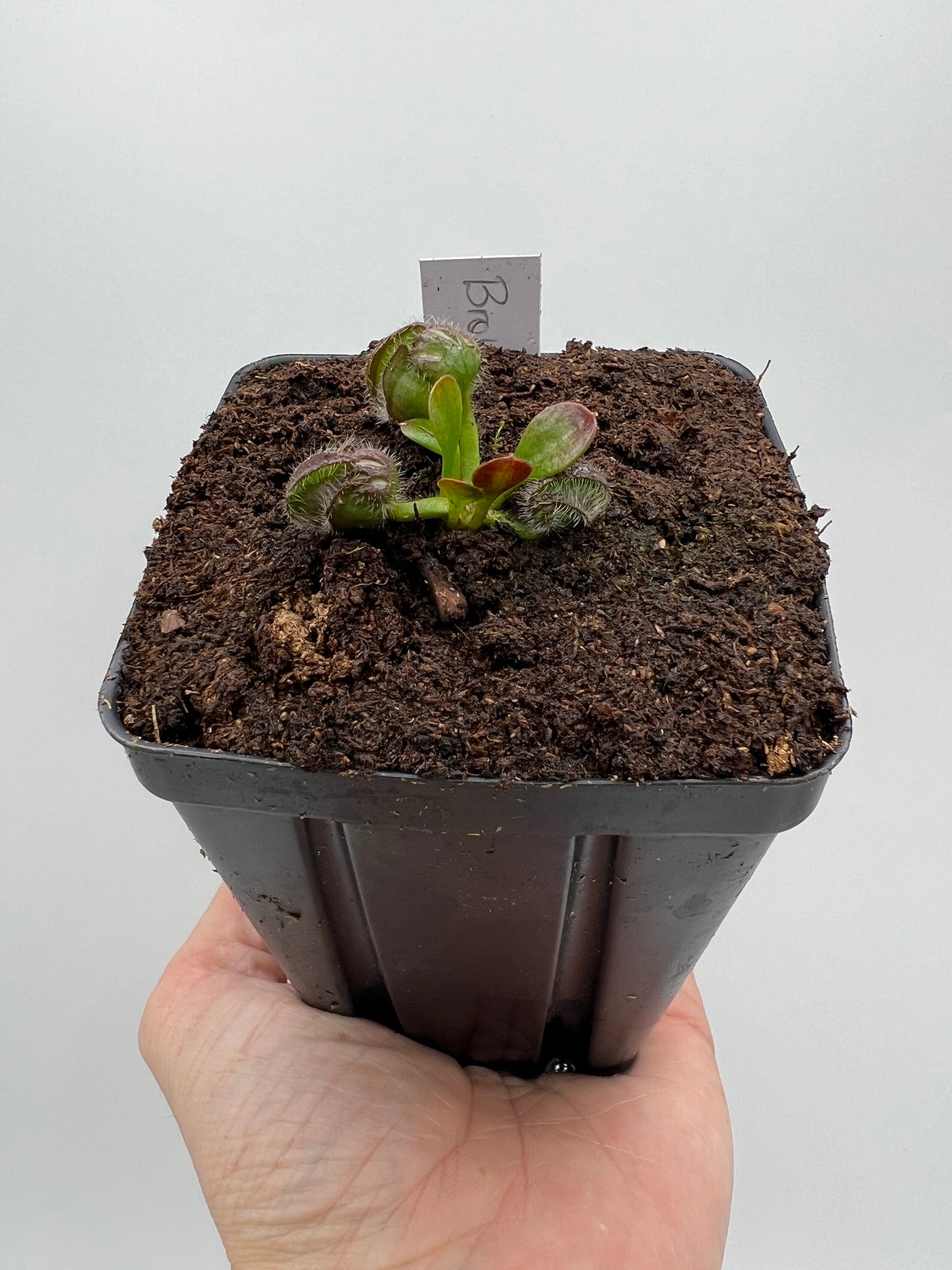 Cephalotus follicularis “Broke Inlet” – Little Carnivores