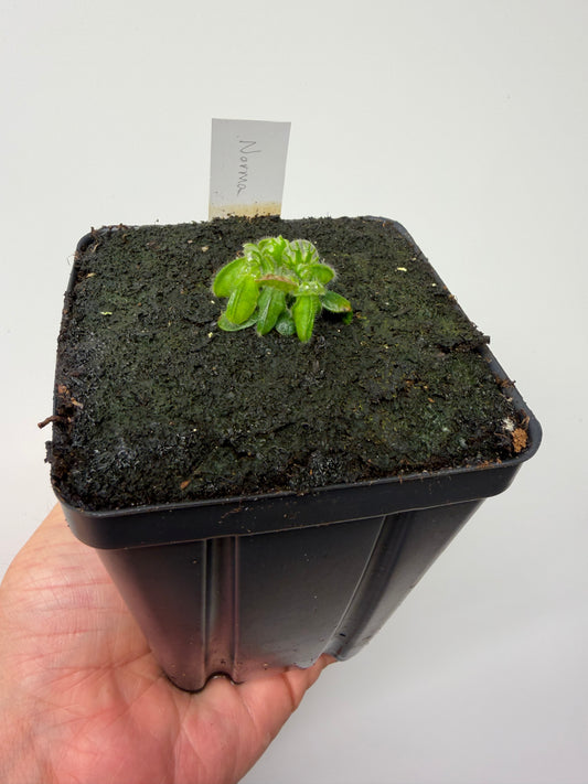 Cephalotus follicularis “Norma”