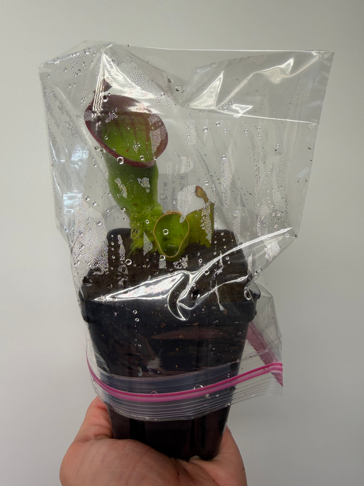 Heliamphora (heterodoxa x minor) x macdonaldae #1 52624 SGLC - Potted Division