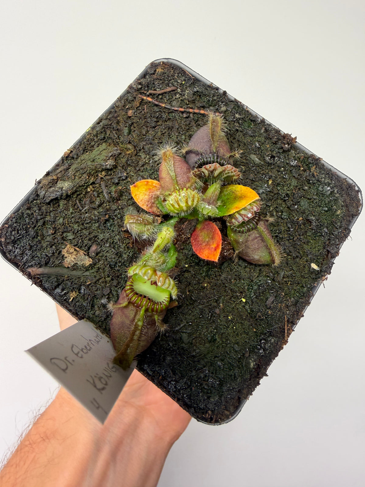 Cephalotus follicularis “Dr. Eberhard König” #4