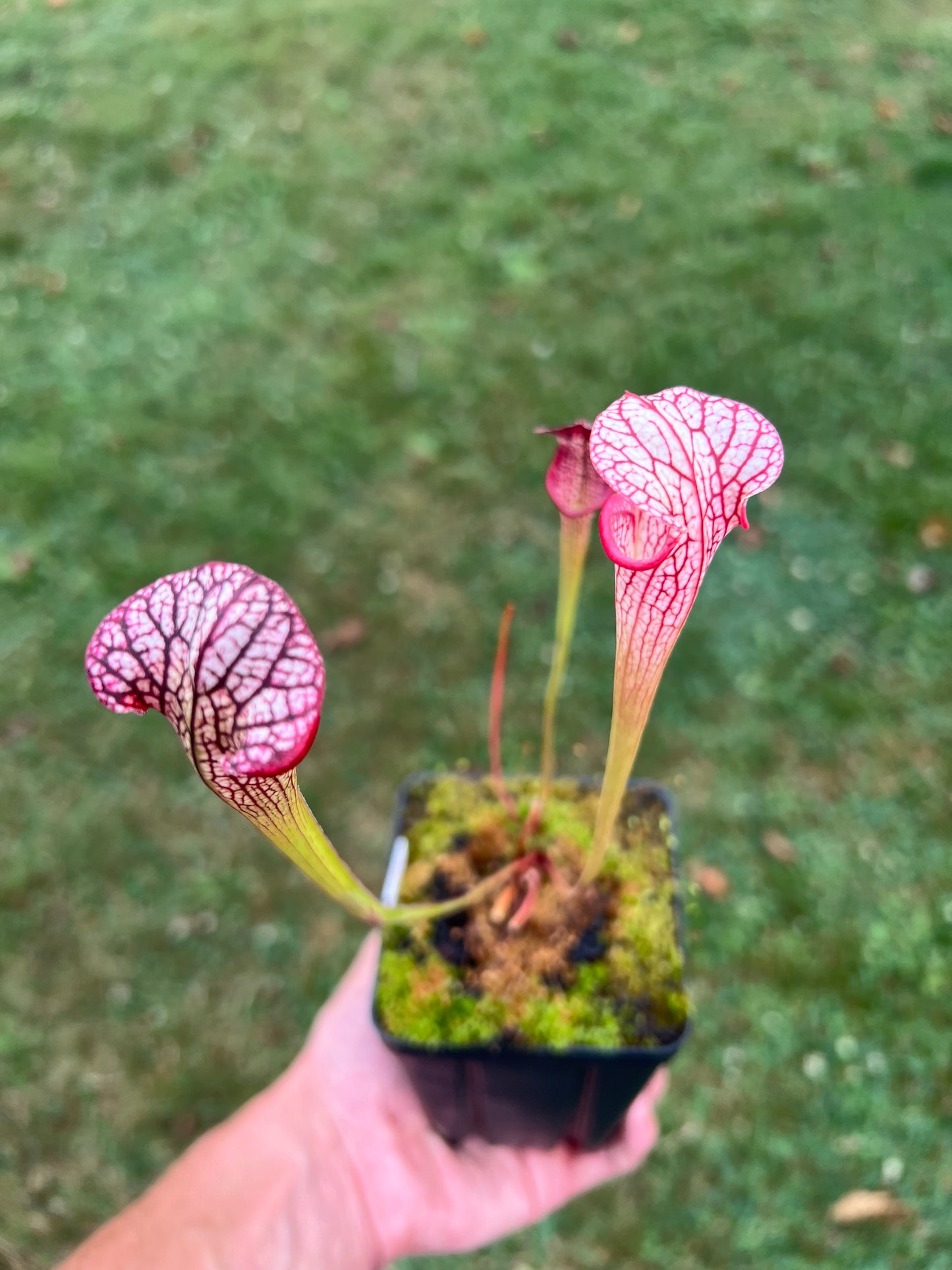 Sarracenia ‘Hot Lips’ x ‘Adrian Slack’ - Seed Grown #1