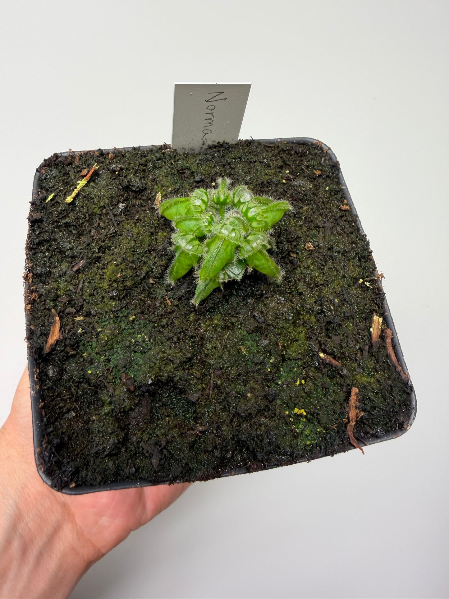 Cephalotus follicularis “Norma”