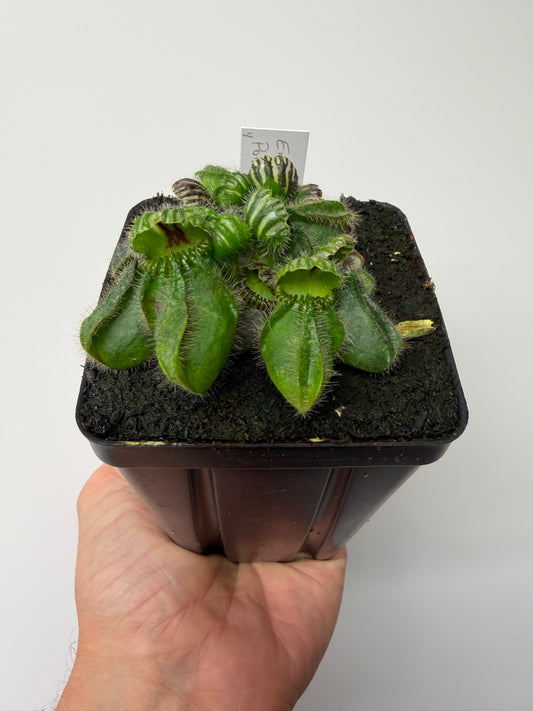 Cephalotus follicularis “Emu Pointe” #4