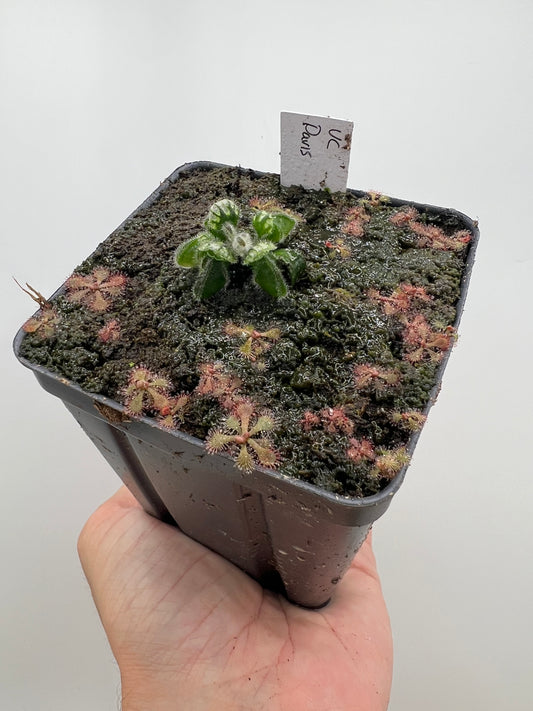 Cephalotus follicularis “UC Davis”
