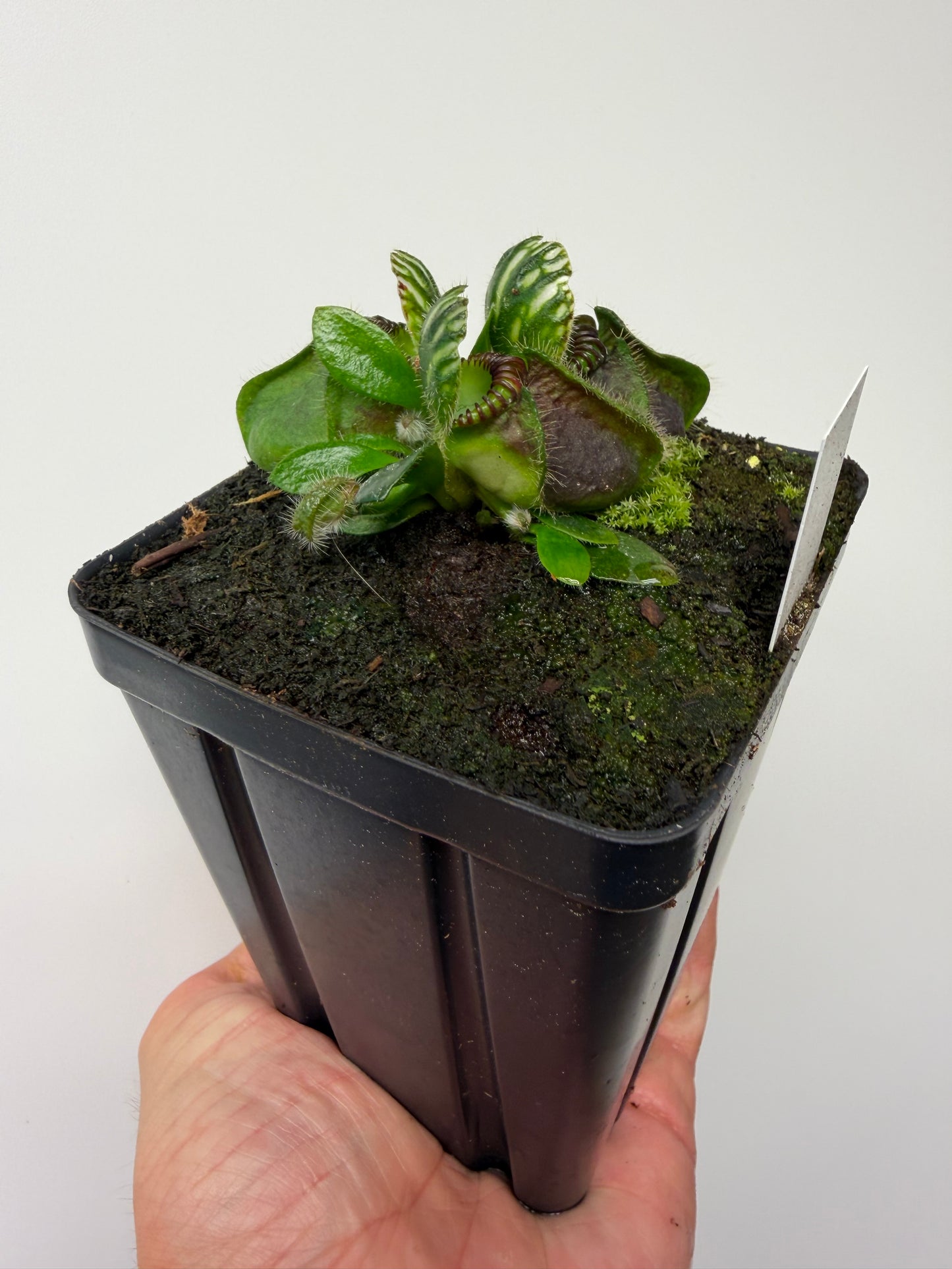 Cephalotus follicularis “Hampshire Red”