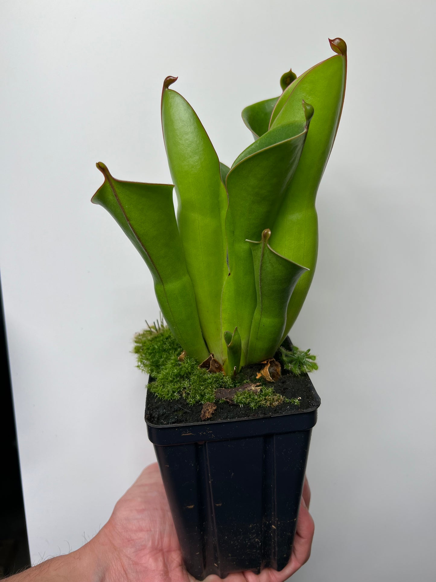 Heliamphora heterodoxa x minor
