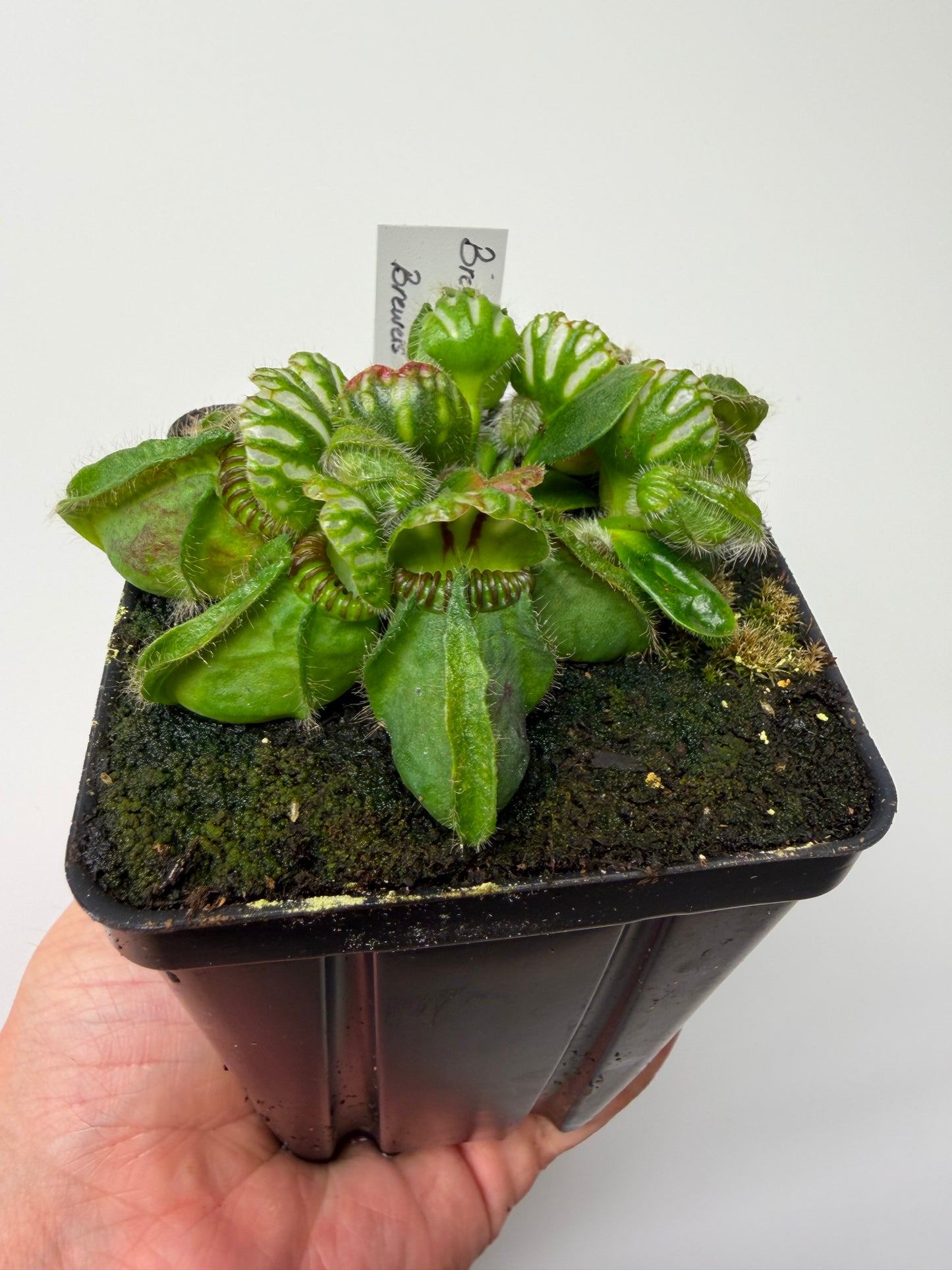Cephalotus follicularis “Brewers Beauty” x “Brewers”
