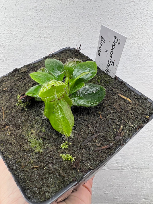 Cephalotus follicularis “Brewers Beauty” x “Brewers”