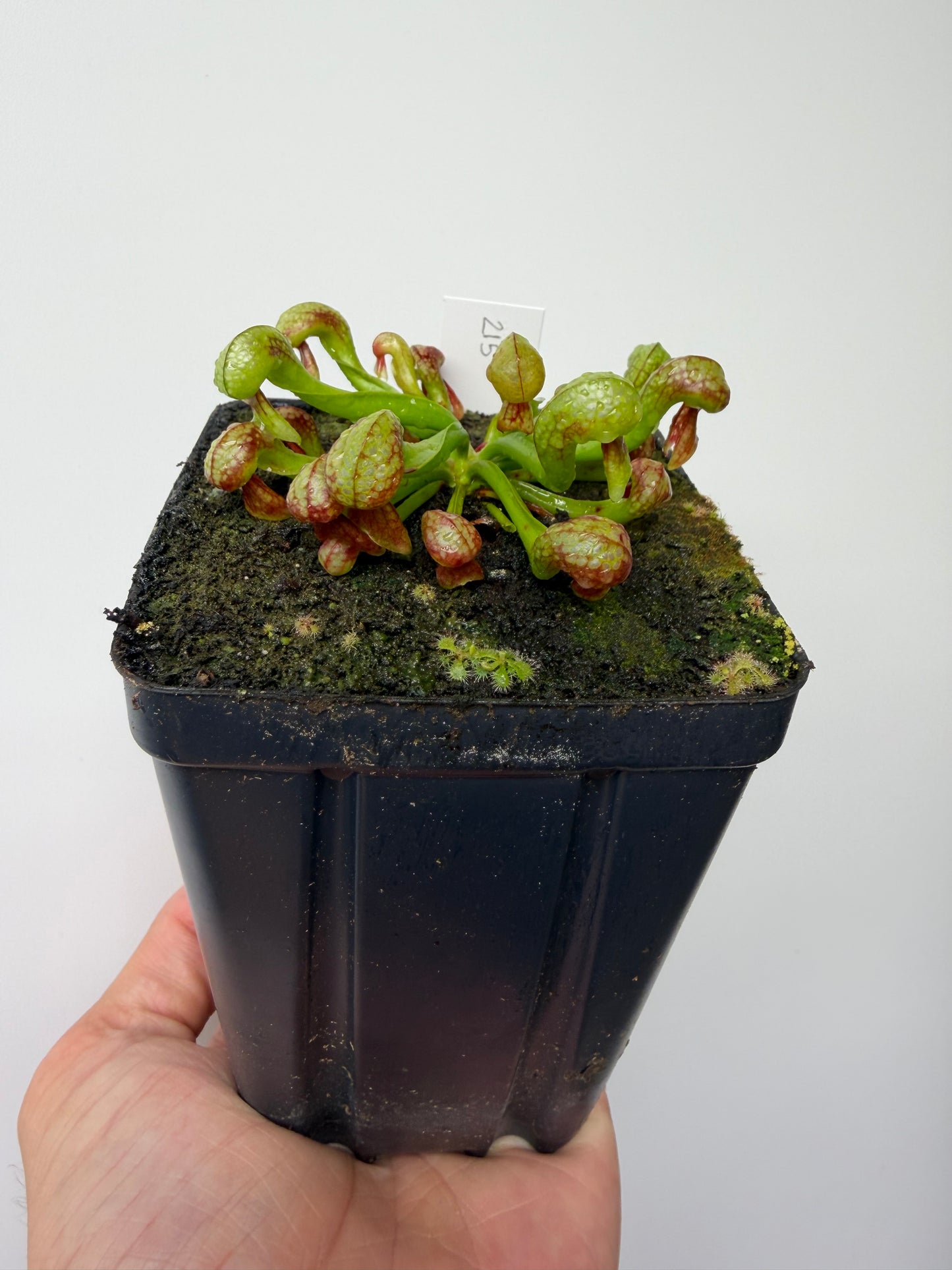 Darlingtonia californica (Cobra Pitcher Plant) - Seed Grown #215