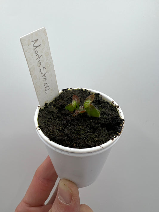 Cephalotus follicularis “Martin Stöckl”