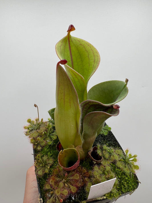 Heliamphora minor var. pilosa (Akopan) x macdonaldae