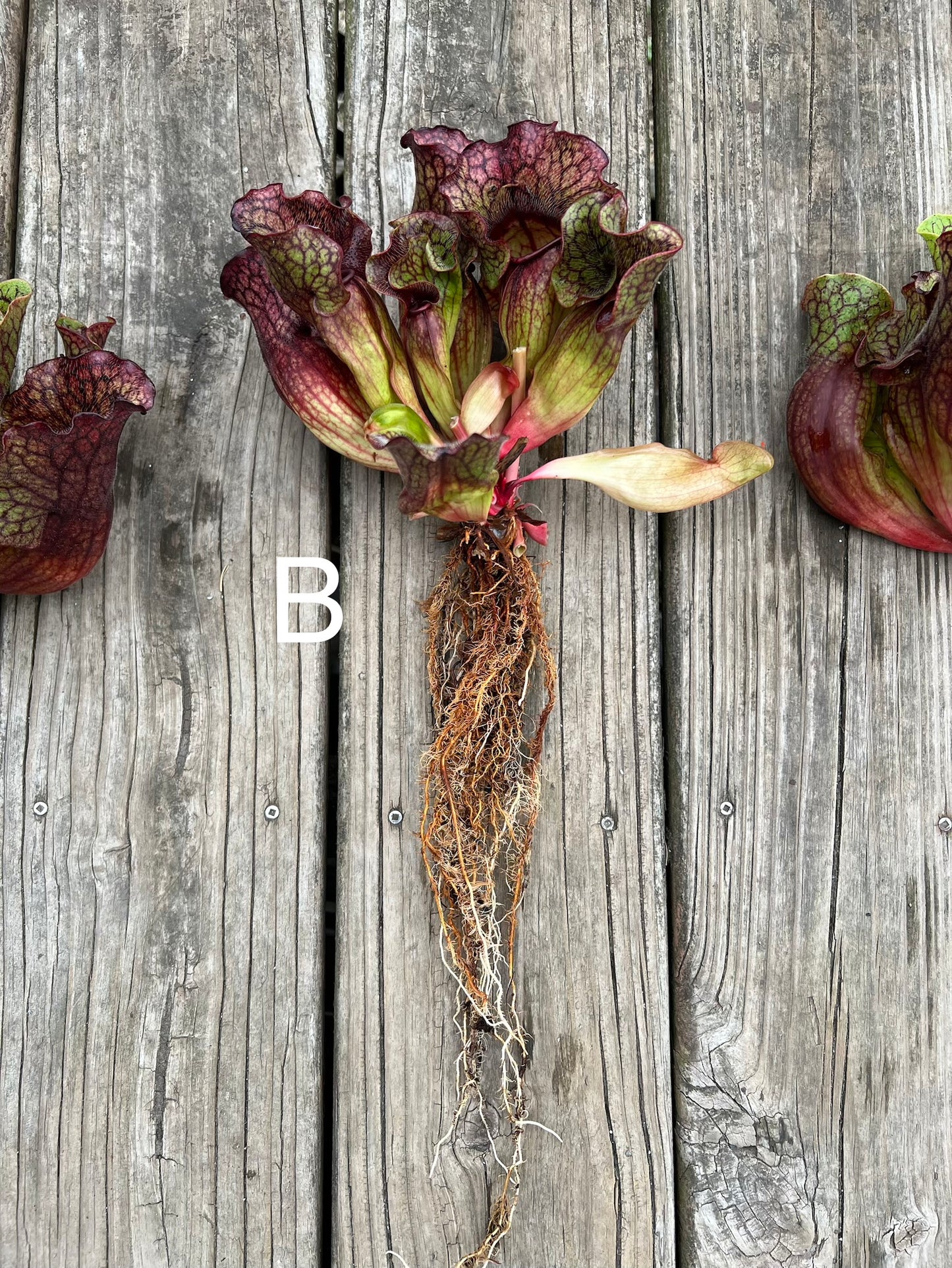 Sarracenia purpurea ssp. venosa (Chesterfield Co, SC) - Fresh Divisions