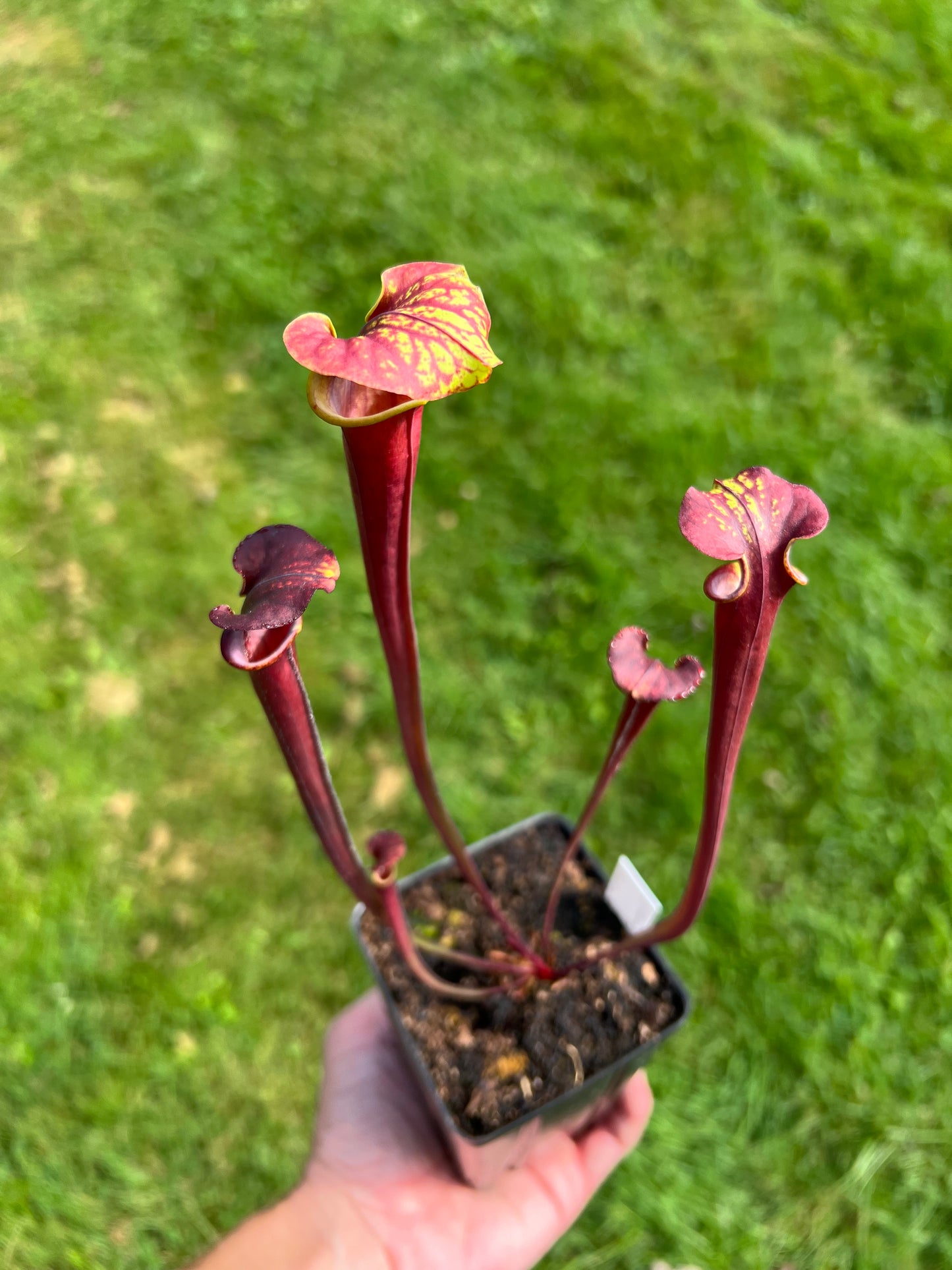 Sarracenia flava var. rubricorpora (N. Liberty Co, FL) x flava var. atropurpurea (Kim Magnusson)