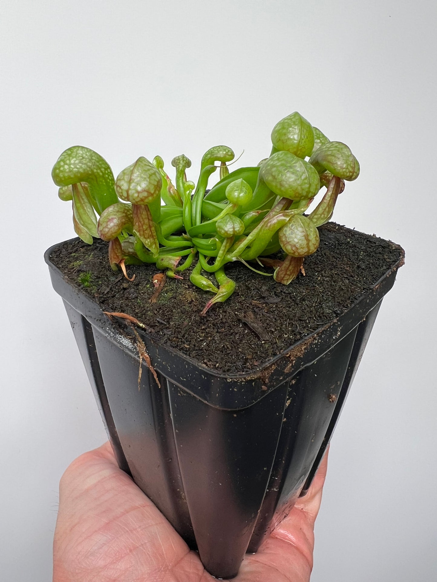 Darlingtonia californica (Cobra Pitcher Plant) - Seed Grown #212