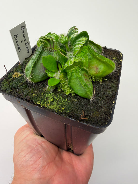 Cephalotus follicularis “Brewers Beauty” x “Brewers”