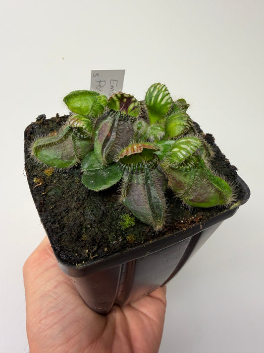 Cephalotus follicularis “Emu Pointe” #5