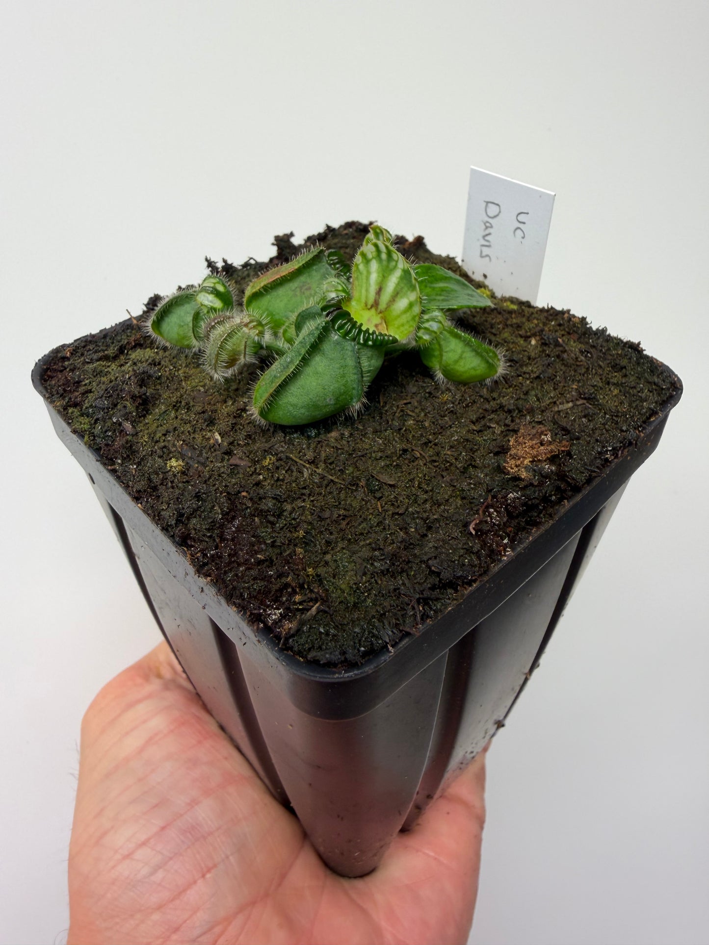 Cephalotus follicularis “UC Davis”