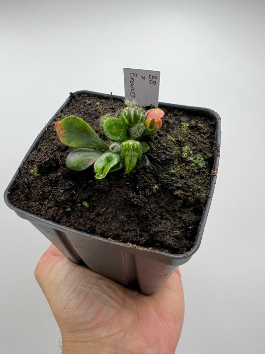 Cephalotus follicularis “Brewers Beauty” x “Brewers”