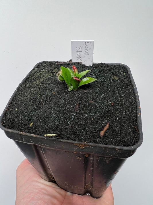 Cephalotus follicularis ‘Eden Black’ - *Rare* (small)