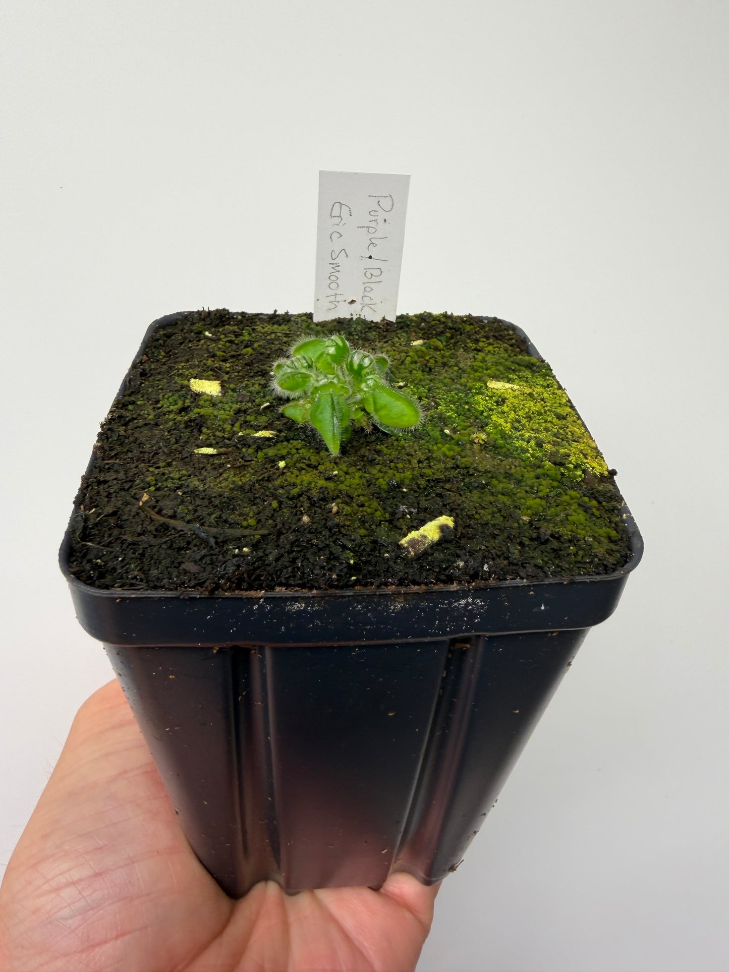 Cephalotus follicularis “Purple/Black” - Eric Smooth