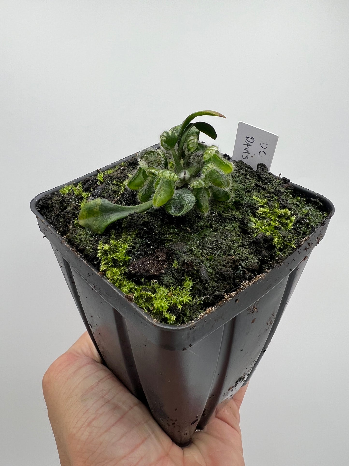 Cephalotus follicularis “UC Davis”