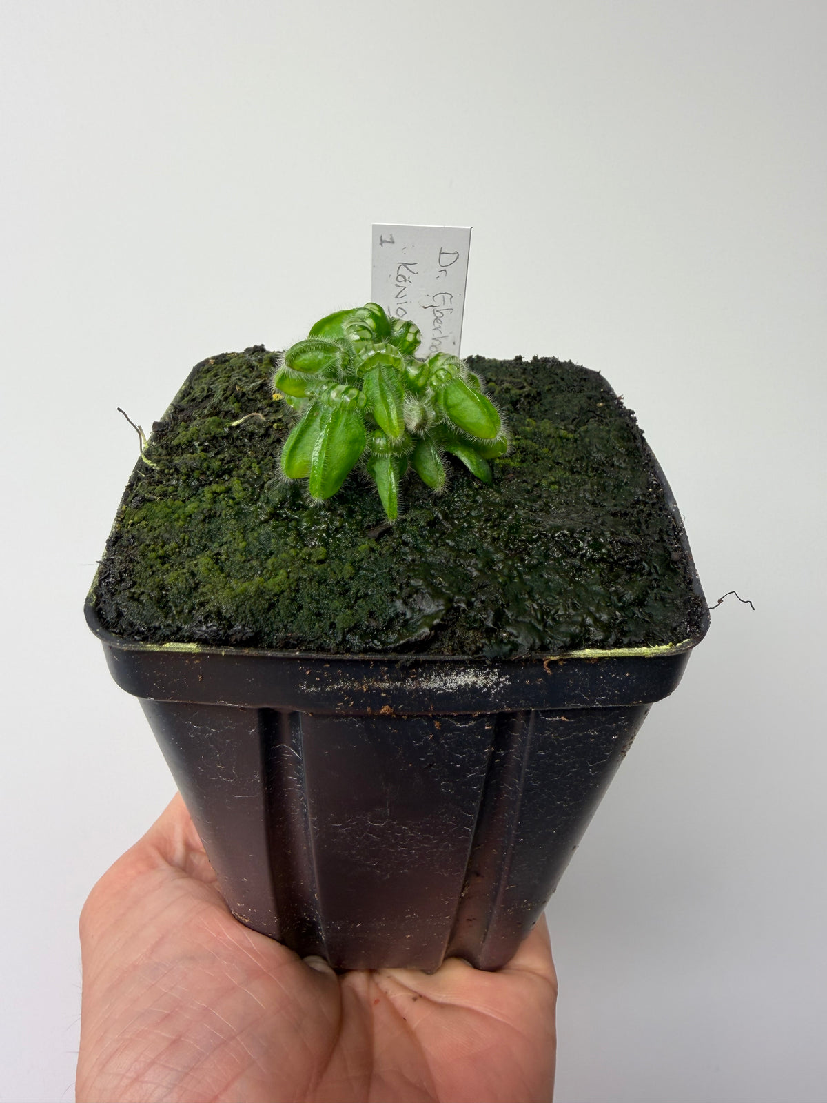 Cephalotus follicularis “Dr. Eberhard König” #1