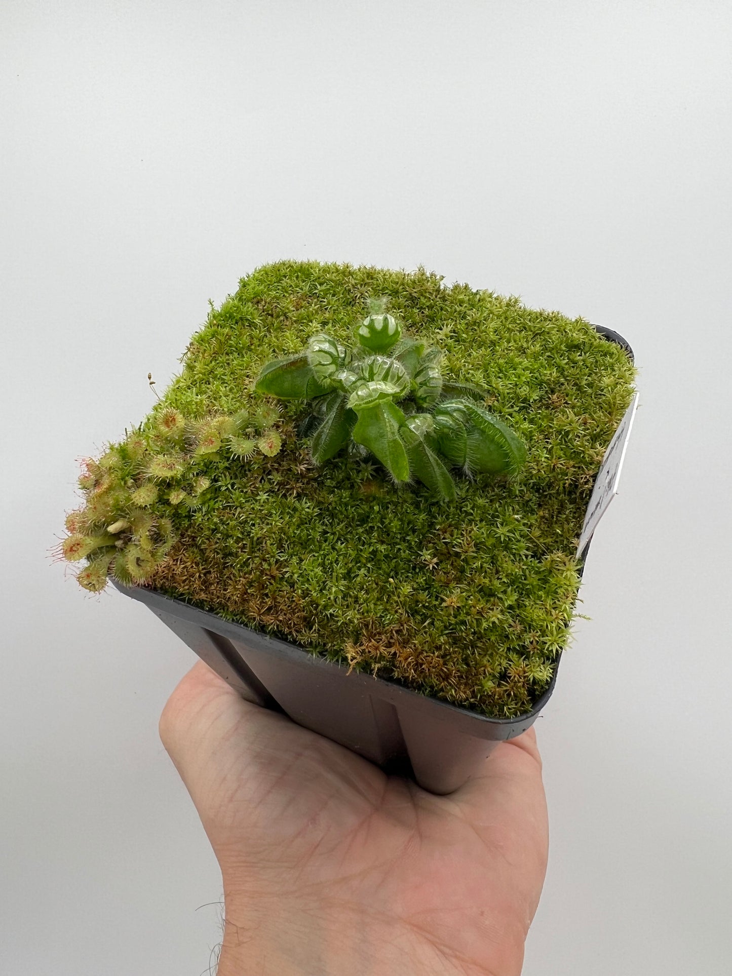 Cephalotus follicularis “Phil Mann” x “Hummers Giant”