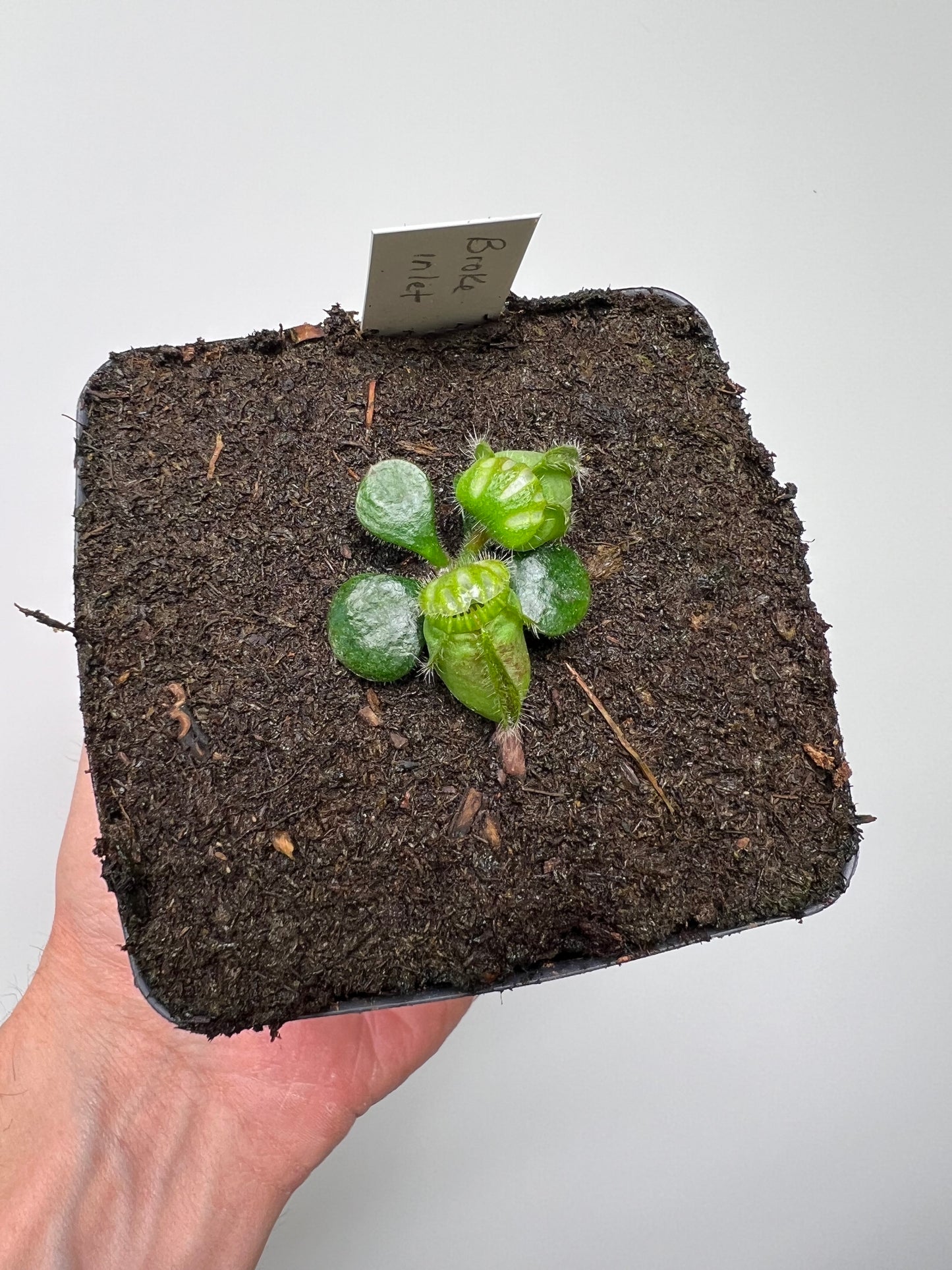 Cephalotus follicularis “Broke Inlet”
