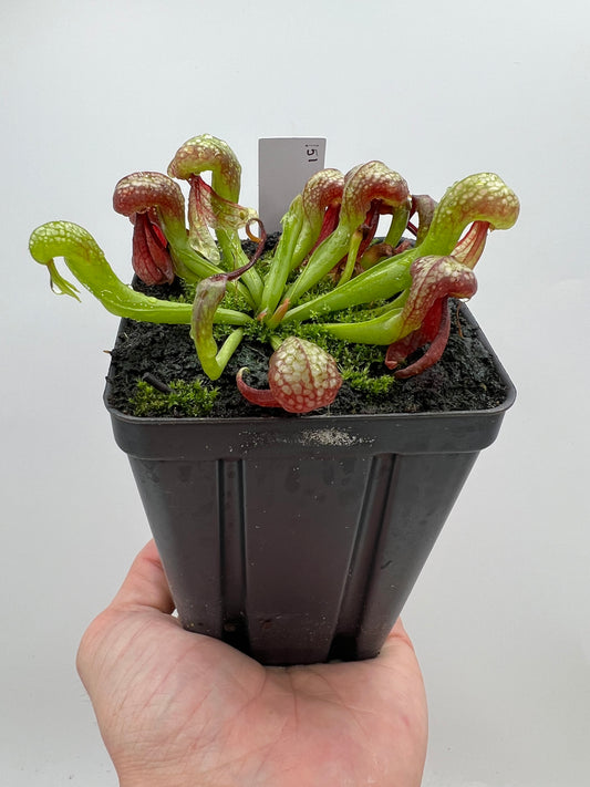 Darlingtonia californica (Cobra Pitcher Plant) - Seed Grown #151