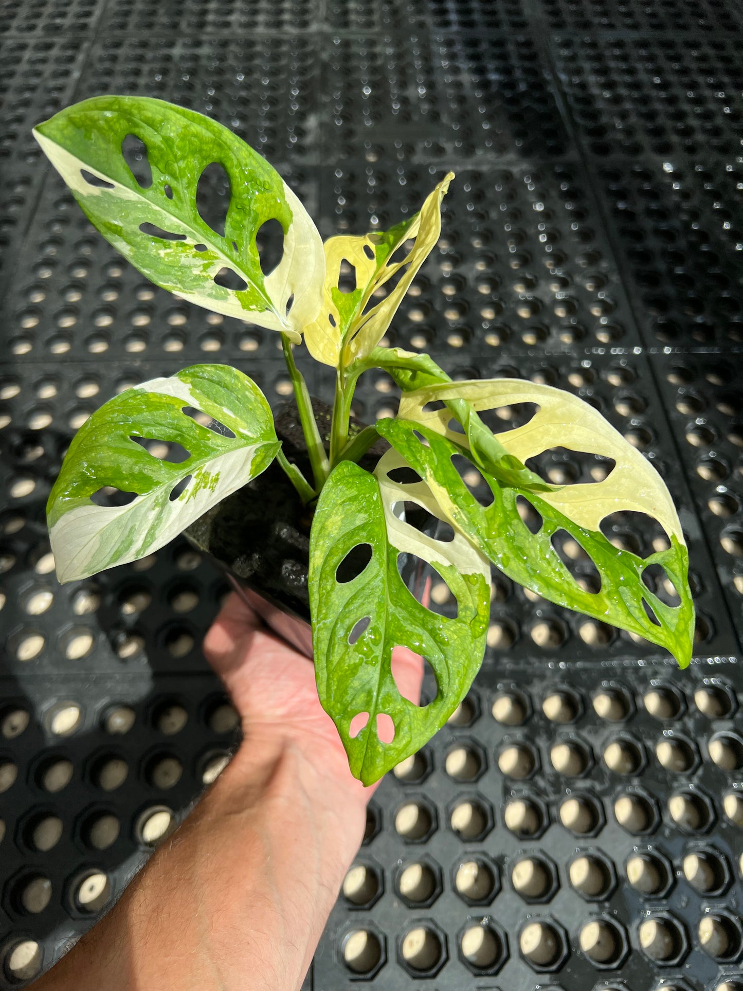 Monstera adansonii “Tricolor” LC