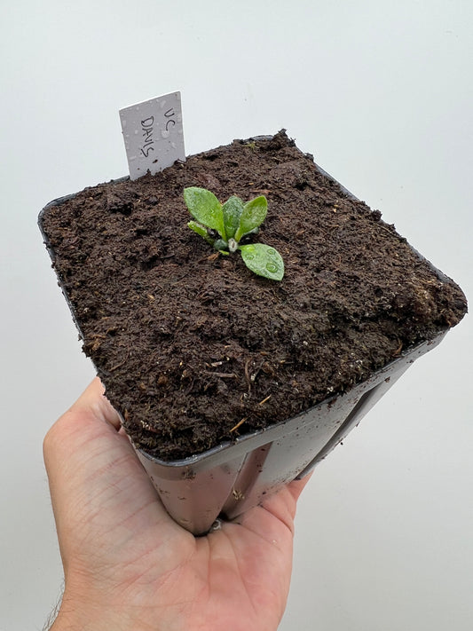 Cephalotus follicularis “UC Davis”