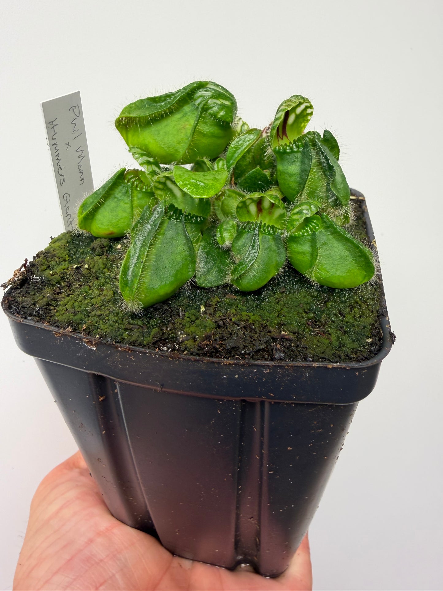 Cephalotus follicularis “Phil Mann” x “Hummers Giant”