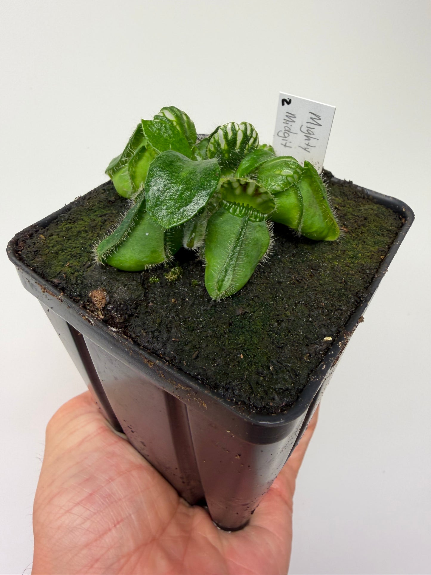 Cephalotus follicularis “Mighty Midget” - *Rare* (2)
