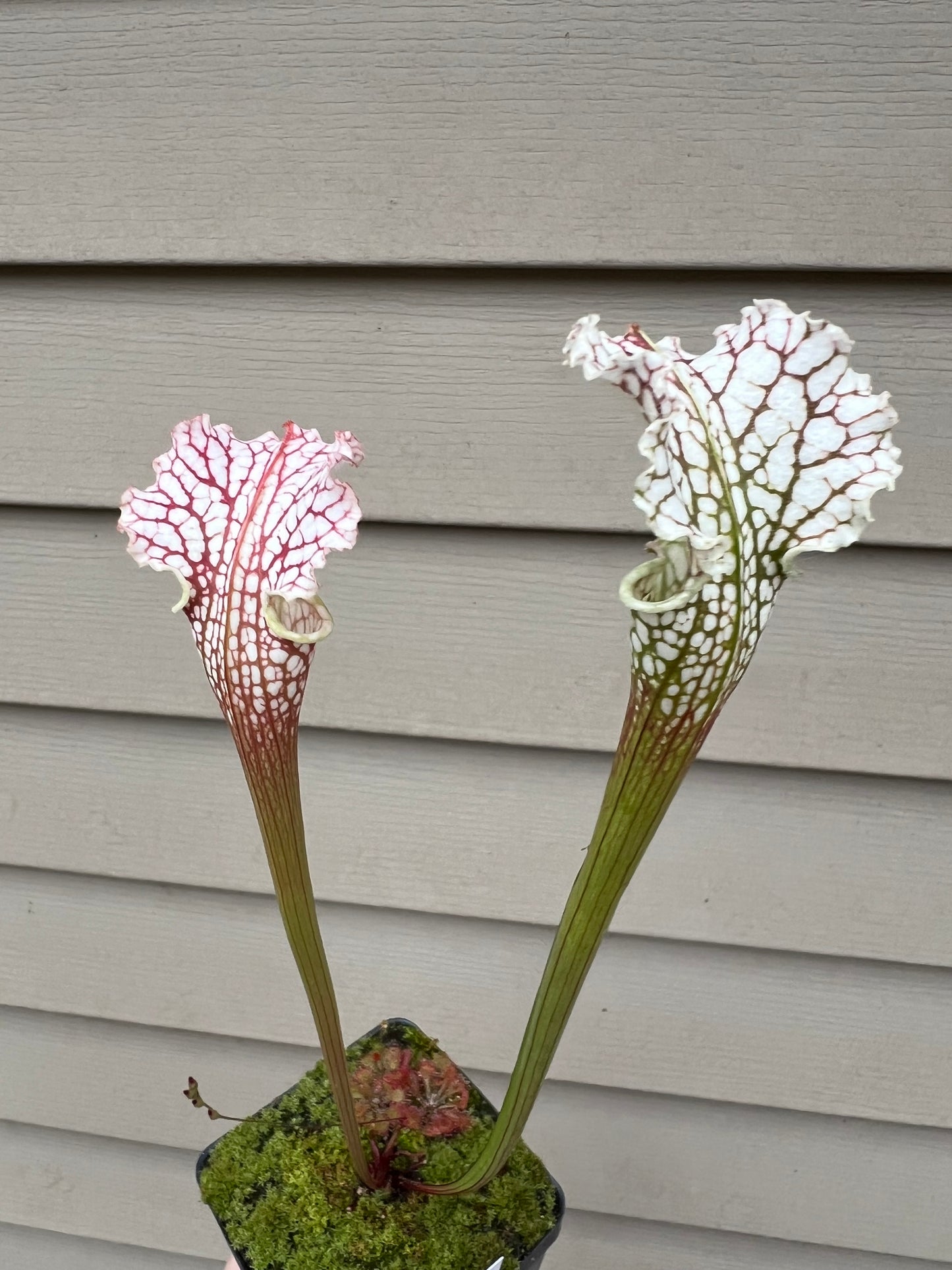 Sarracenia “Hawaiian Ice” x ‘Dragon Queen’ - Seed Grown #1