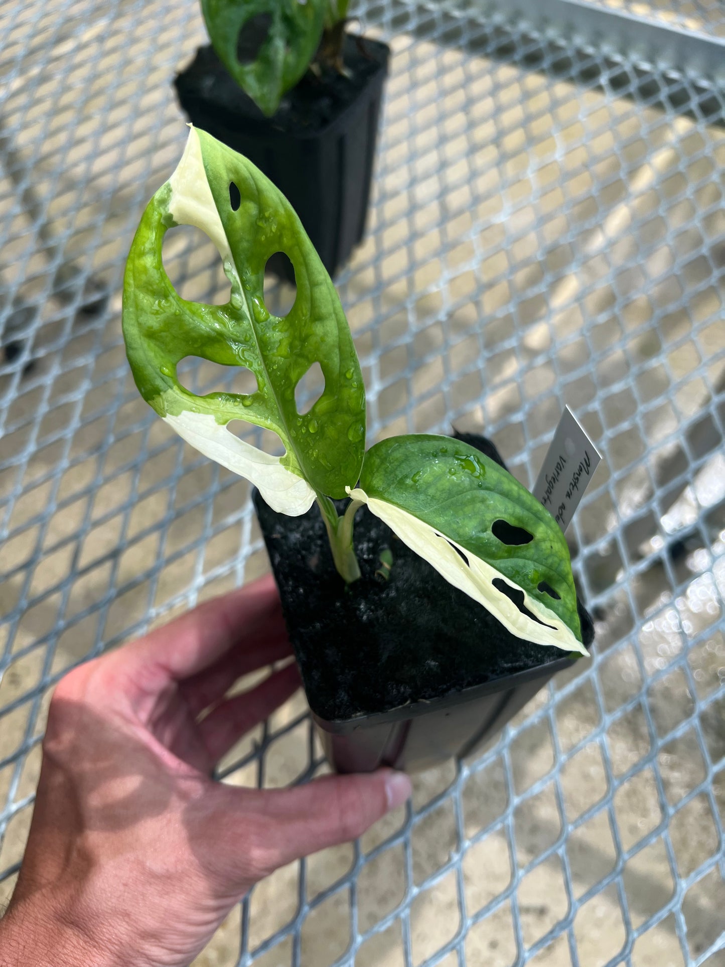Monstera adansonii “Tricolor” LC