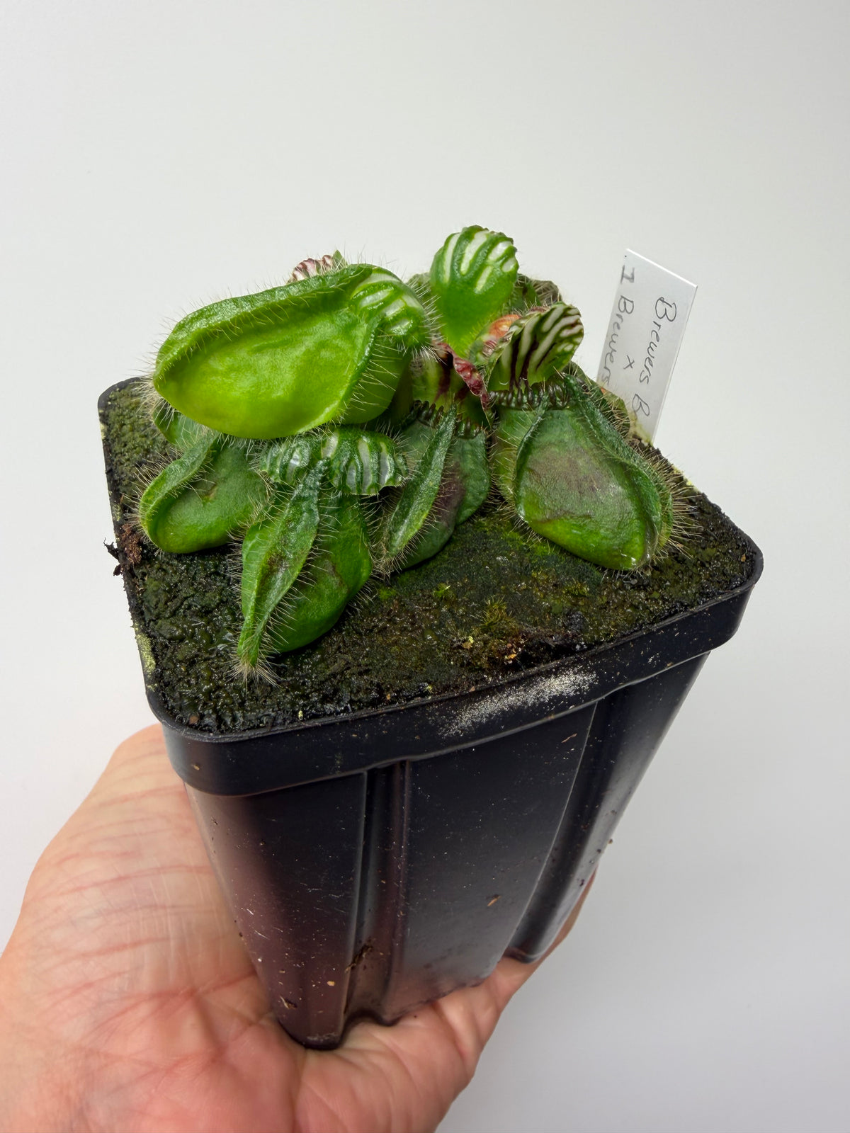 Cephalotus follicularis “Brewers Beauty” x “Brewers” #1