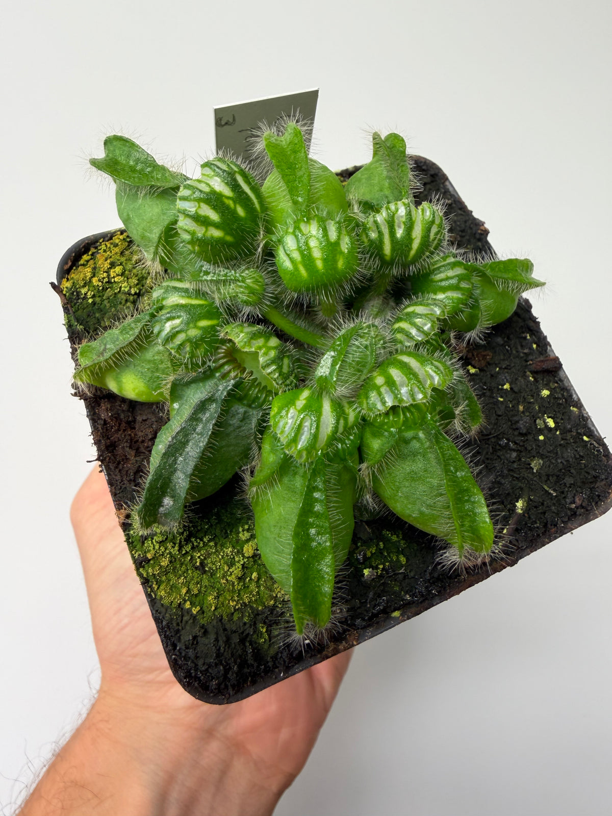 Cephalotus follicularis “Emu Pointe” #3