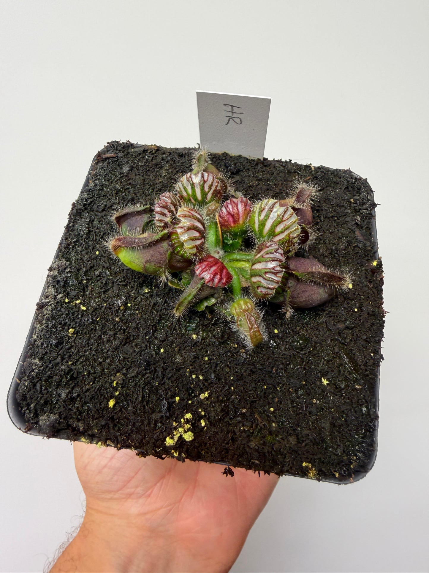 Cephalotus follicularis “Hampshire Red”