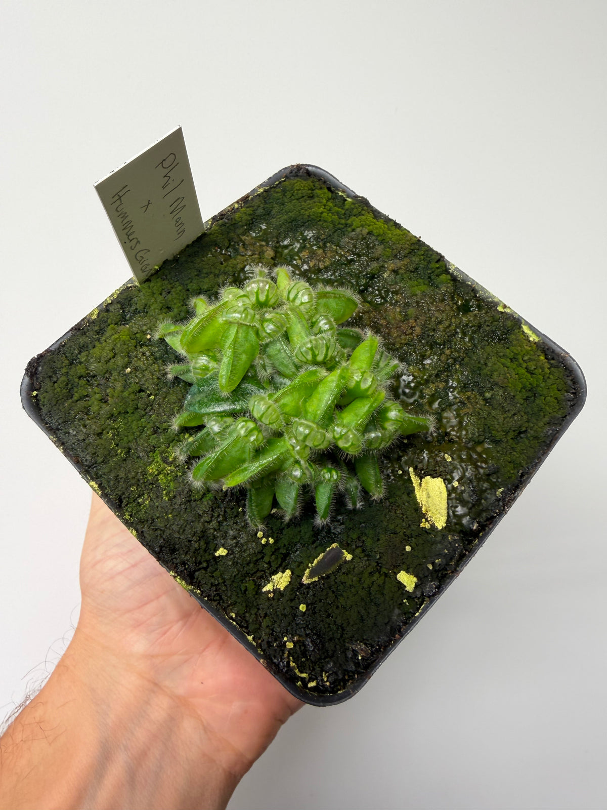 Cephalotus follicularis “Phil Mann” x “Hummers Giant” #3